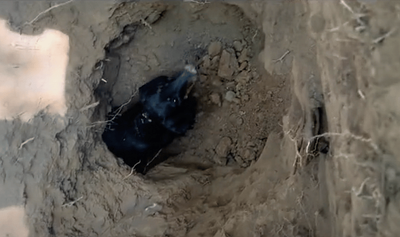 Mini Dachshund Vanishes Without a Trace—What His Family Discovered the Next Day Surprised Everyone